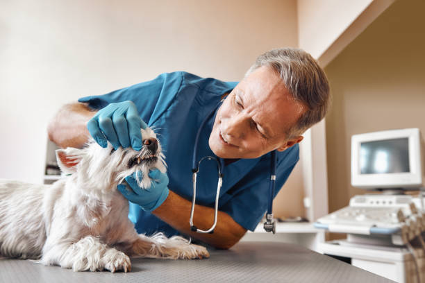 Best Emergency Dental Care for Broken or Chipped Teeth in Monsey, NY